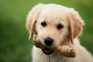 Dog Bones - Are They Safe for Your Pet?
