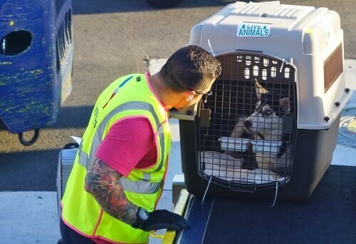 A dog in a pet carrier ready to enter the cargo hold.