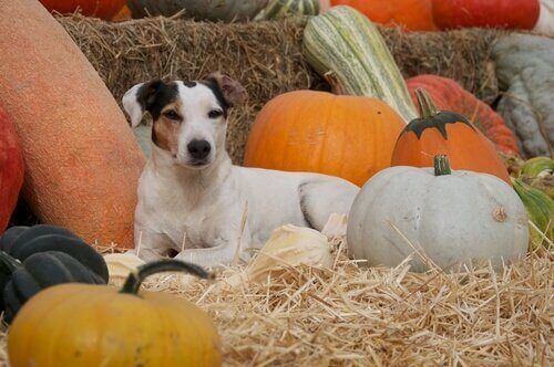 A dog is laying in hay.