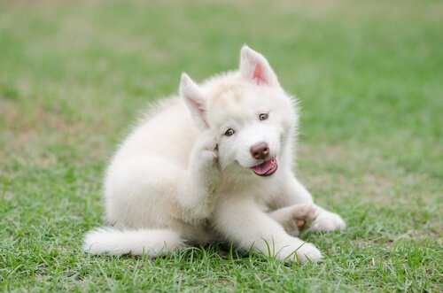 A fluffy white dog scratching itself