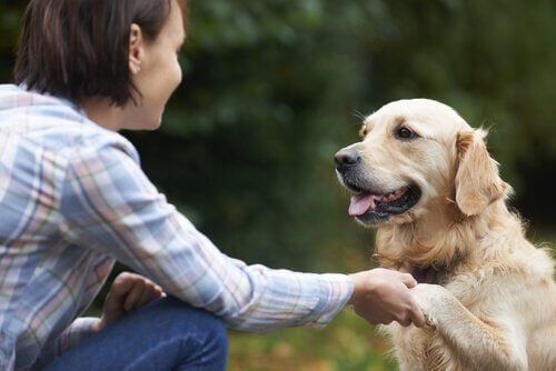 A dog shaking paws with its owner.