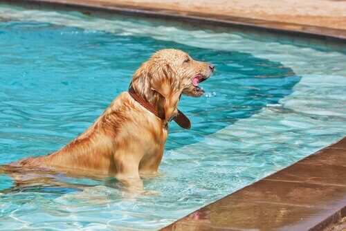 A Labrador in a pool.