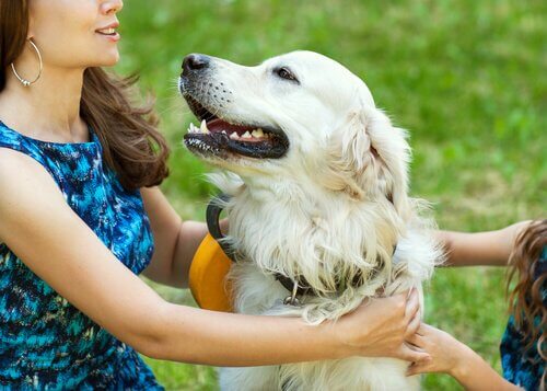 Two people are sitting in the grass with the arms around a happy golden retriever.