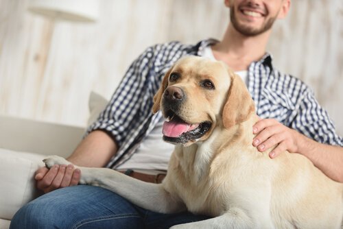 Did You Know that Dogs Notice Your Tone of Voice?