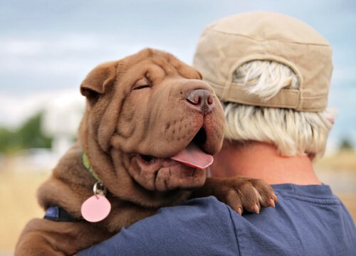 A dog responding to his owner's emotions happily cuddles his owner.