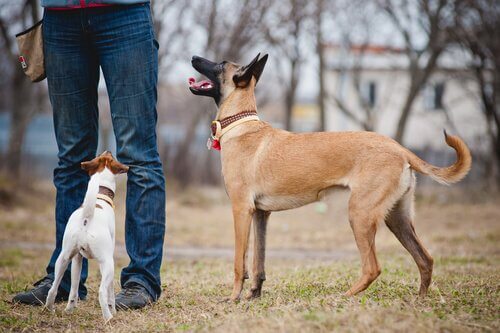 Two dogs listen to a person.