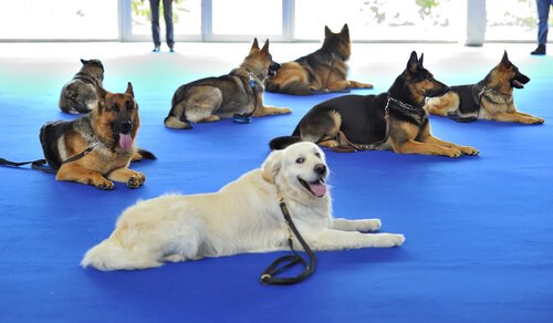 A group of dogs (mostly German shepherds) laying on the floor in a big training room