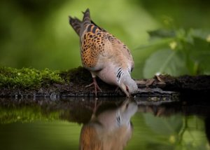 Native Doves and Pigeons of Spain