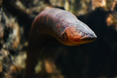 The life cycle of eels involves metamorphosis.
