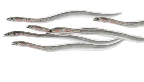 The Life Cycle of Eels