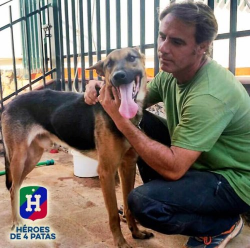 An older dog in a cage with a man.