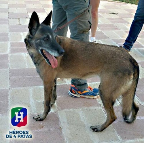 A trained police dog on a leash.