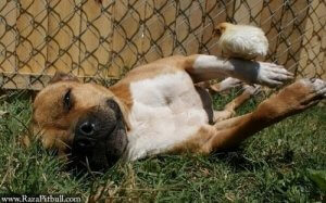 A Pit Bull and its Chicks: An Unlikely Friendship