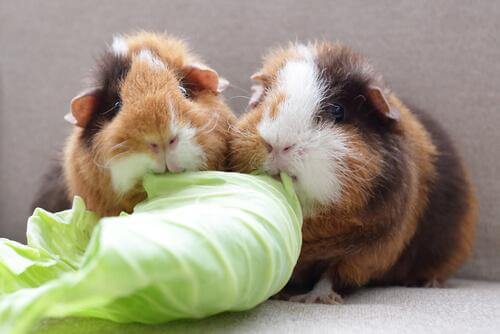 Two guinea pigs munching on a piece of lettuce.