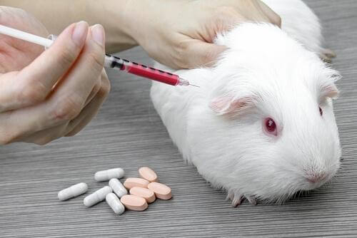 A guinea pig having a blood sample taken.