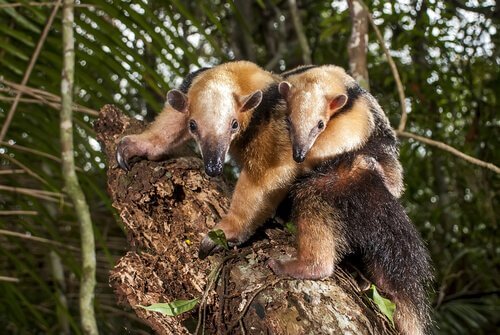 Two collared anteaters in a tree.