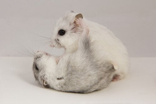 Two hamsters fighting.
