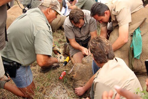 Park rangers are injecting venom into a rhinoceros' horn