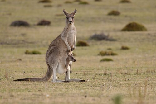 A kangaroo with her joey in the outback.