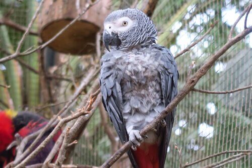 Grey Parrots: What You Need to Know before You Get One