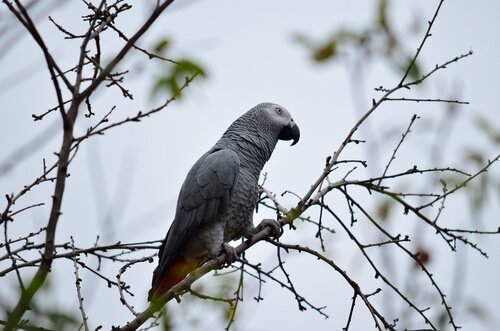 A grey parrot on a branch.