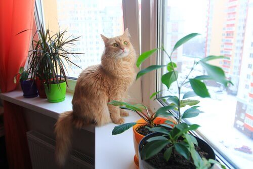 An orange cat standing beside a plant.