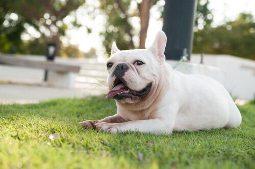 True or False? Discover some Common Myths about Dogs