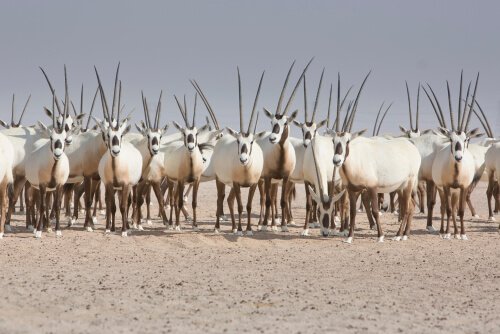 A herd of oryxes.