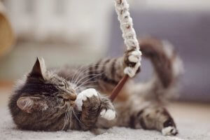 The Best Gifts for Your Pet