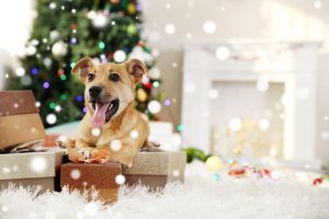 Think Before Giving a Pet as a Gift