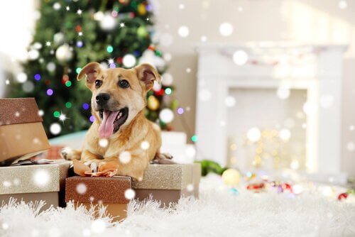 Think Before Giving a Pet as a Gift