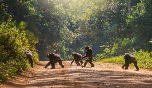 A group of primates walking across a wide dirt and gravel road in a forest.