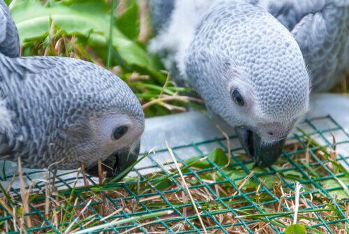 Two grey parrots eating.