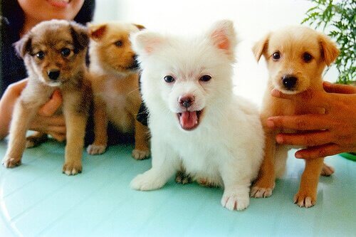 A group of puppies of different breeds sitting on a table, with their owners holding onto them.