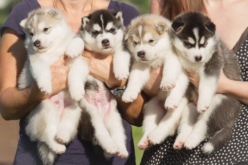 Husky puppies held by people.