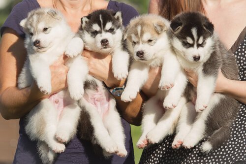 Husky puppies held by people. 