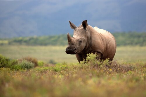 Populations of rhinoceroses in the wild are diminishing.