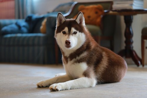 A small brown and white husky.