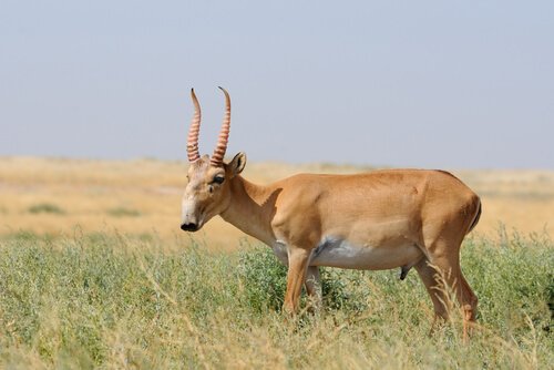 A saiga antelope standing up in the middle of a wide prairie.
