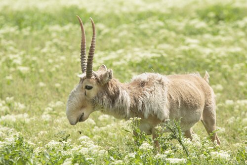 An old, ragged-looking saiga antelope standing in a meadow.