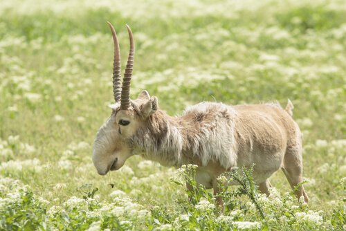 An old, ragged-looking saiga antelope standing in a meadow.