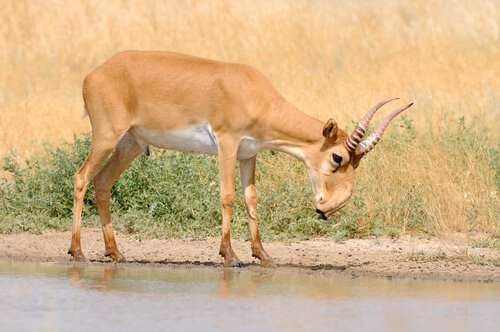 A saiga antelope standing at the edge of a small pool of water.