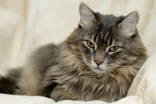 A beautiful adult cat posing for the camera.