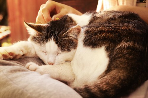 A senior cat being petted in the head.
