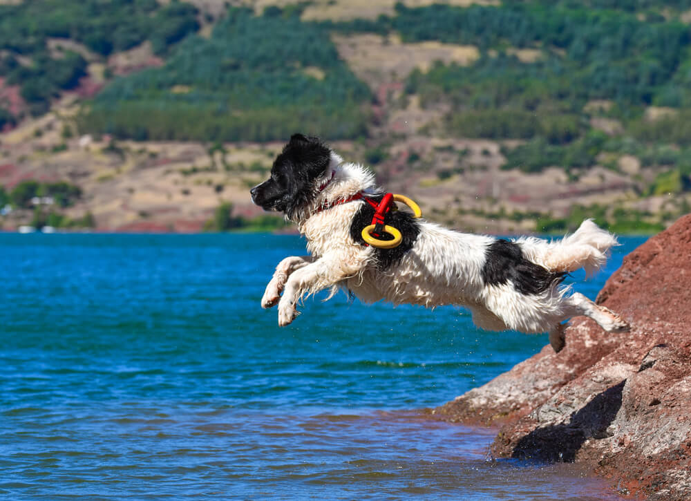 Aquatic Rescue Dogs: Τα τελευταία νέα