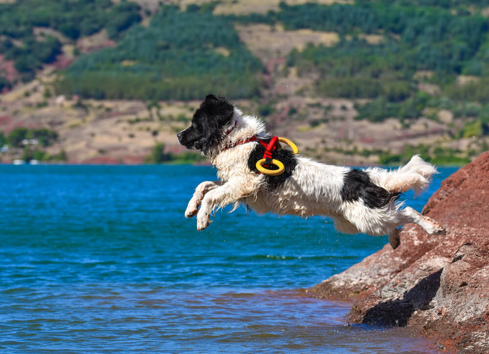 Aquatic Rescue Dogs: The Latest News