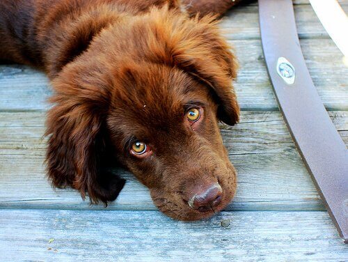 A sad dog lying on the floor.