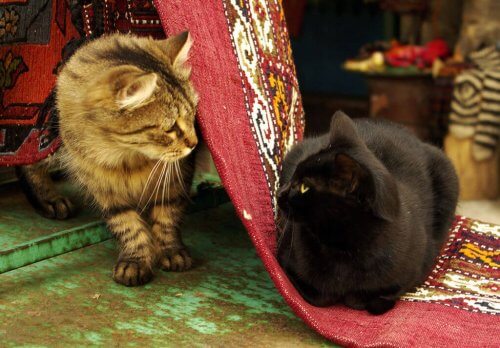 Learn About the Mosque Acting as a Cat Shelter