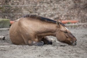 Equine Colic: Different Types of Colic in Horses