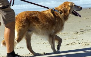 Traveling with Your Dog: Yes or No?